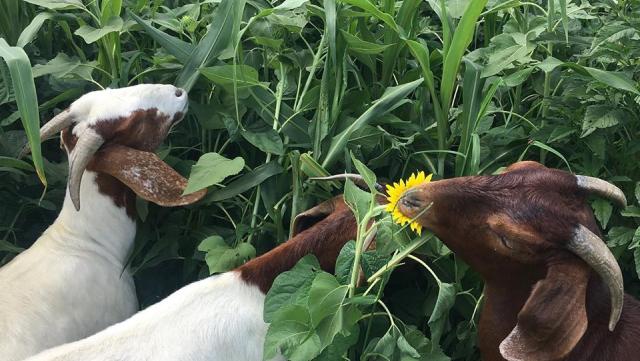 Goats grazing on sunflowers