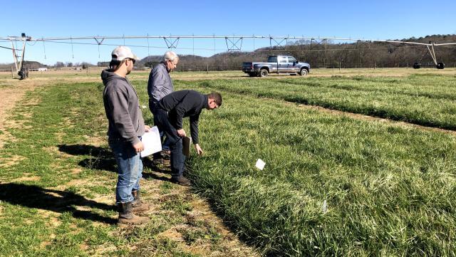 Men looking at a field of plants.
