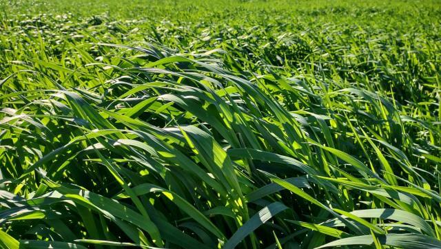 Canmore Spring Oats