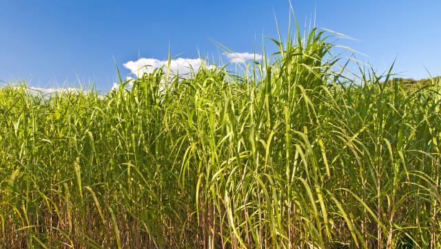 field of switchgrass