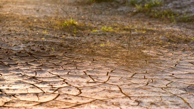 Dry cracked soil with sparse vegetation.