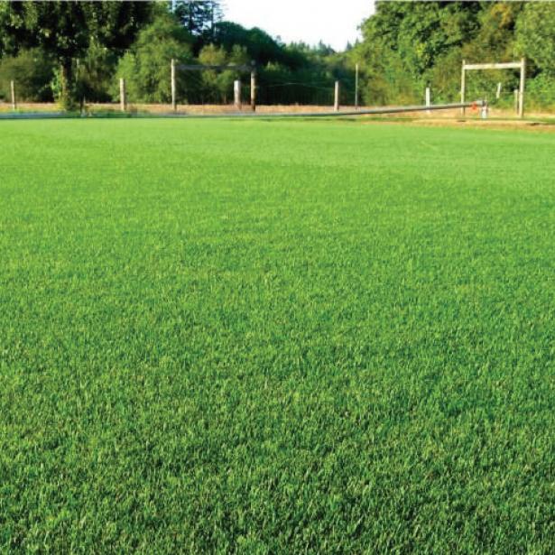 A sports field showing turf grass in use. 