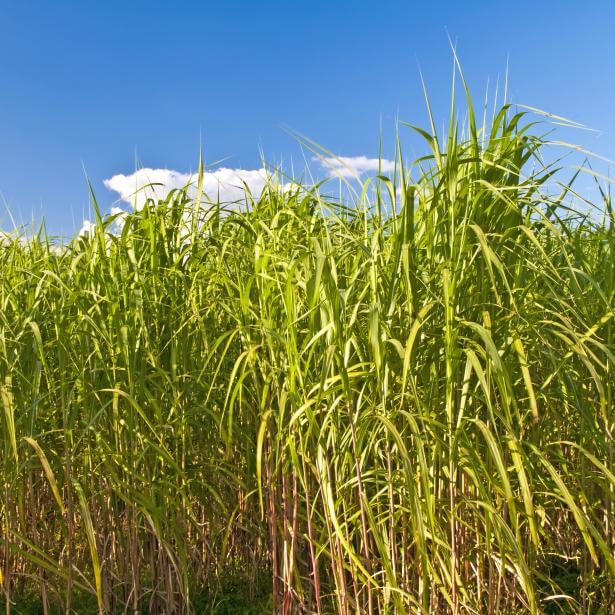 field of switchgrass