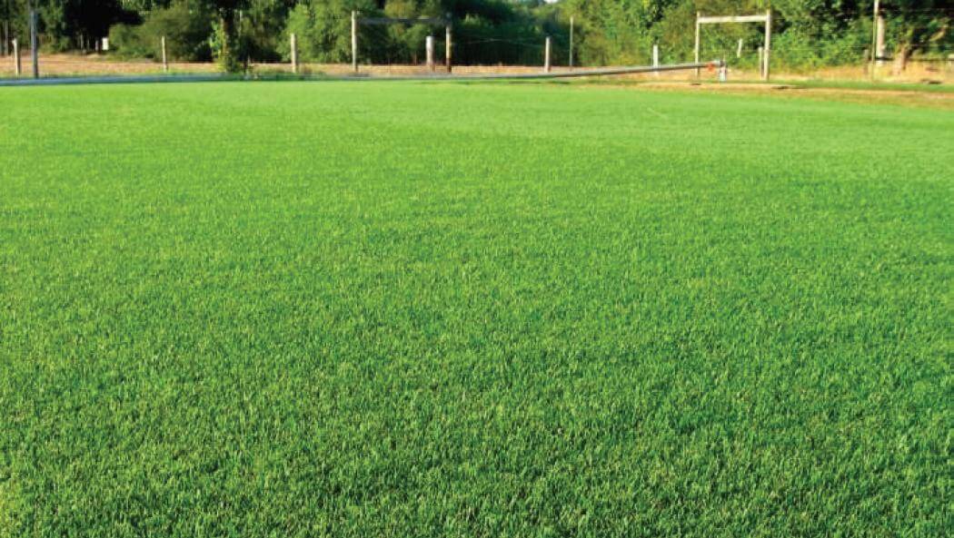 SEAg Turf Mixture Turfgrass Southeast AgriSeeds