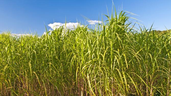field of switchgrass