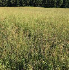 Red river crabgrass