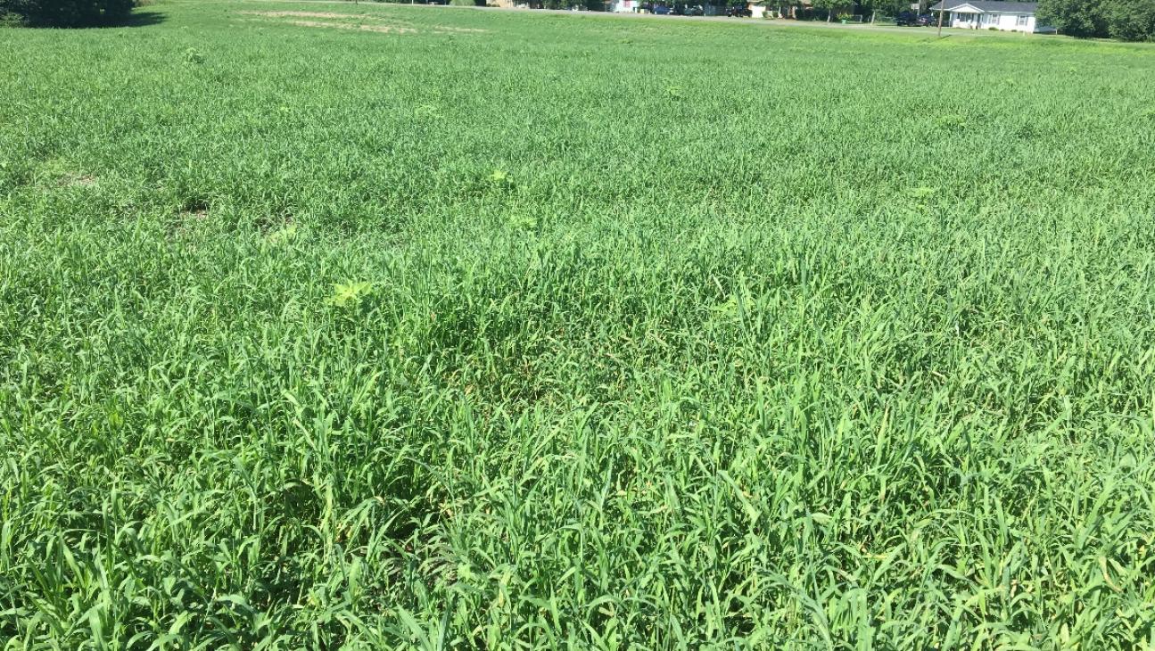 Red River Crabgrass as a Forage  Southeast AgriSeeds