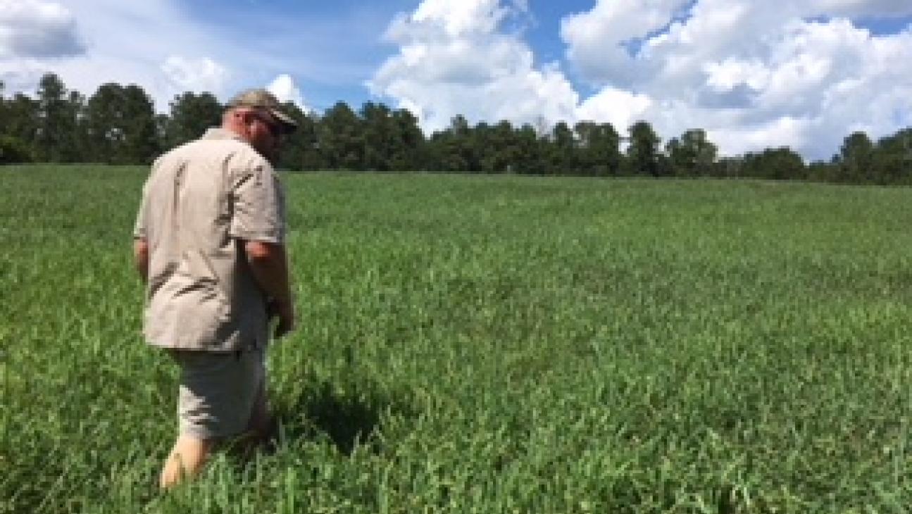 Red River Crabgrass as a Forage Southeast AgriSeeds