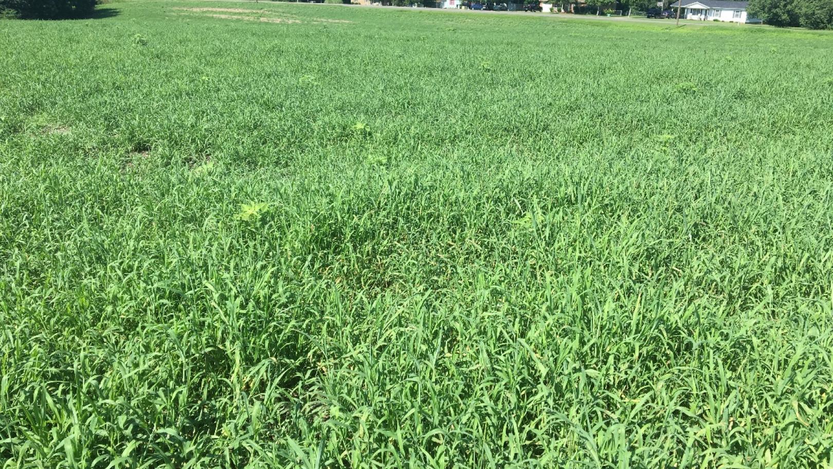Red River Crabgrass as a Forage Southeast AgriSeeds