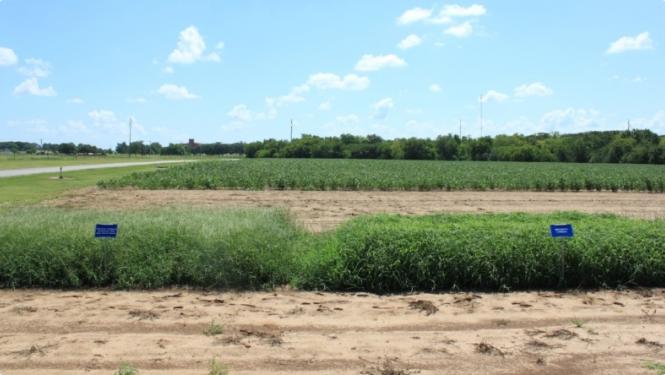 Crabgrass in field