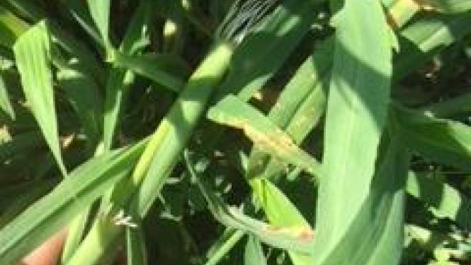 Closeup of crabgrass plant