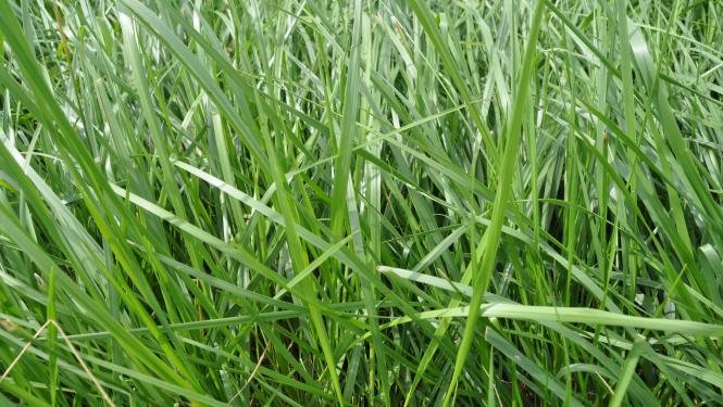 Planting a New Tall Fescue Stand? a Guide to Commercially Available Tall Fescue Varieties