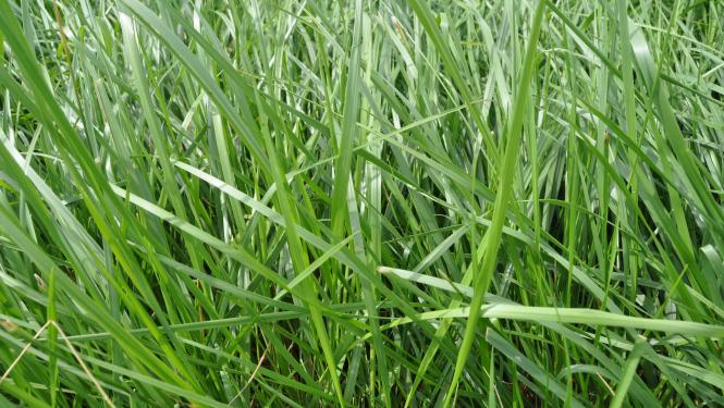 Planting a New Tall Fescue Stand? a Guide to Commercially Available Tall  Fescue Varieties