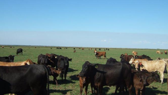 Cows grazing in field