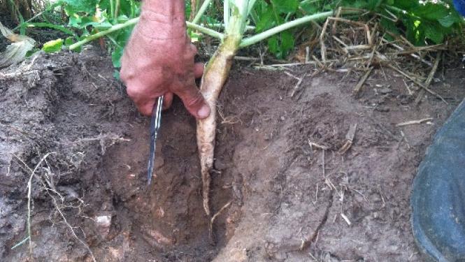 Man digging up a turnip
