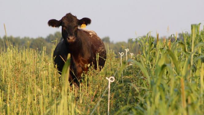 Cow in field