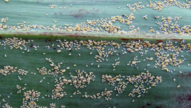 Image of sugarcane aphids on a leaf