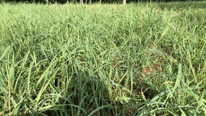 fescue grass hay