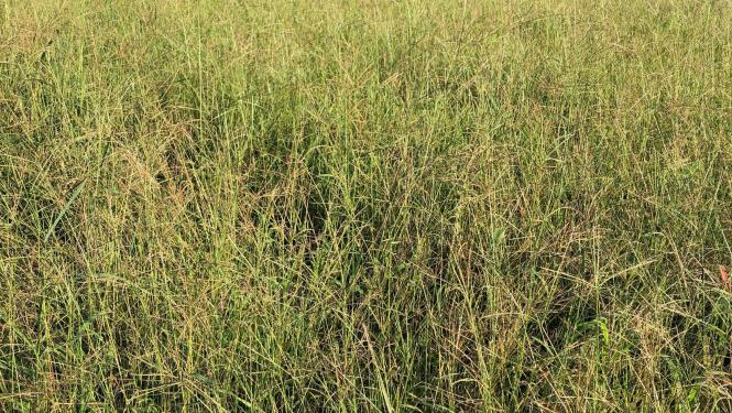 Red river crabgrass