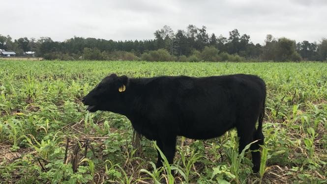 Heat stress due to fescue toxicosis