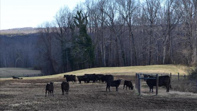 Animal pasture with 0 yield