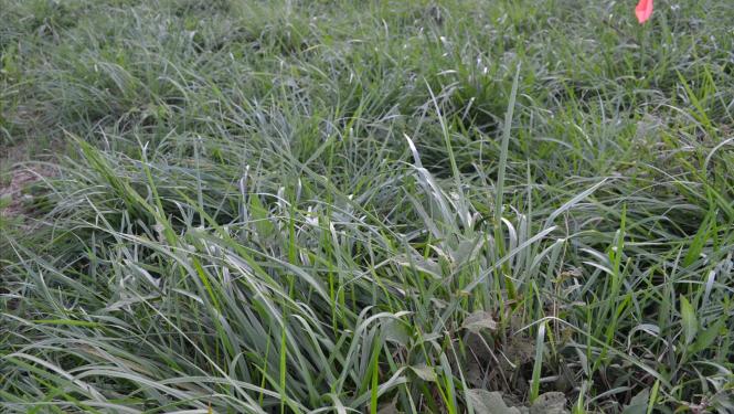 stockpiled fescue