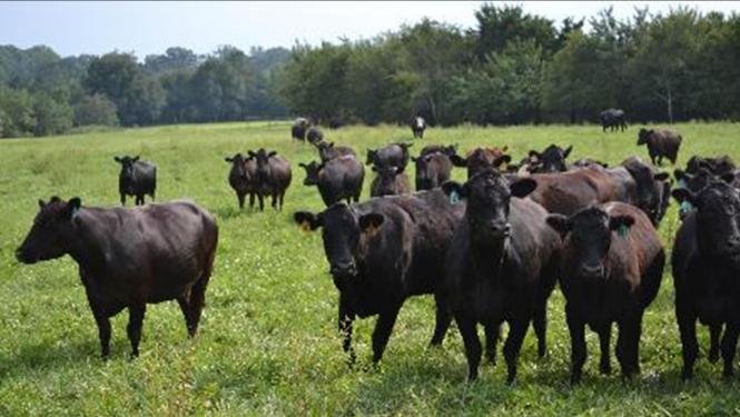 Cows preparing for grazing