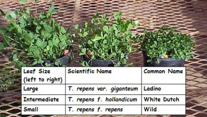 Types of white clovers