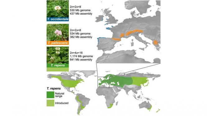 Clover map