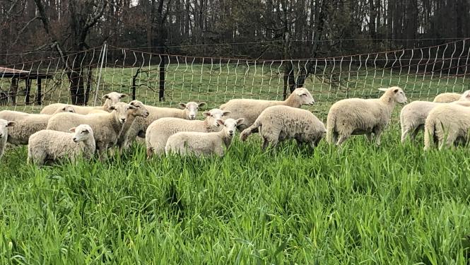sheep on triticale