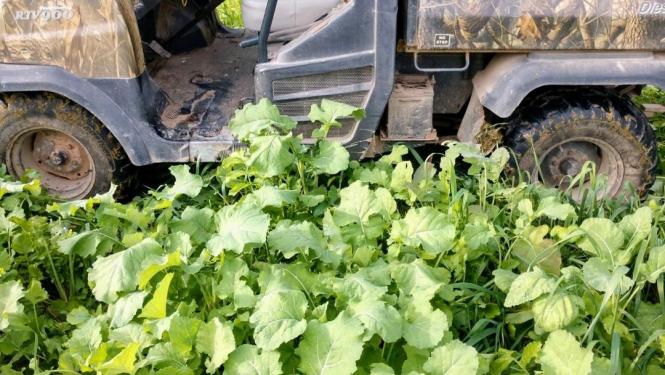 Bayou Kale in a field