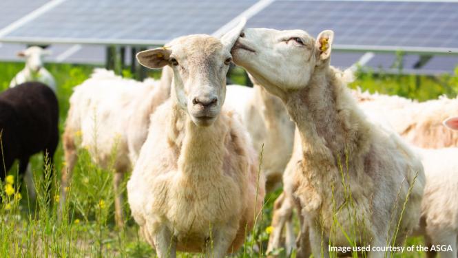 Sheep grazing at solar farm.