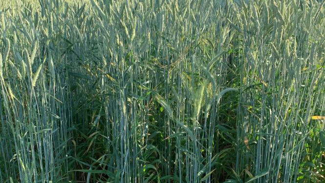 Surge Triticale