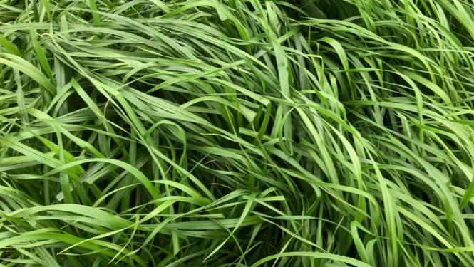 Baqueano tetraploid annual ryegrass in a field.