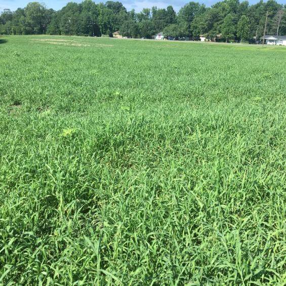 Balancing Forage Production Southeast AgriSeeds