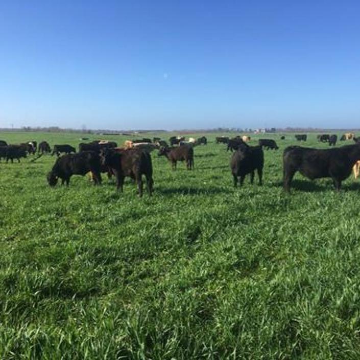 Cattle grazing on ryegrass and oats