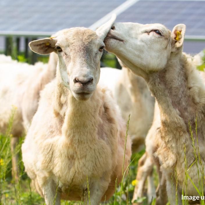 Sheep grazing at solar farm.