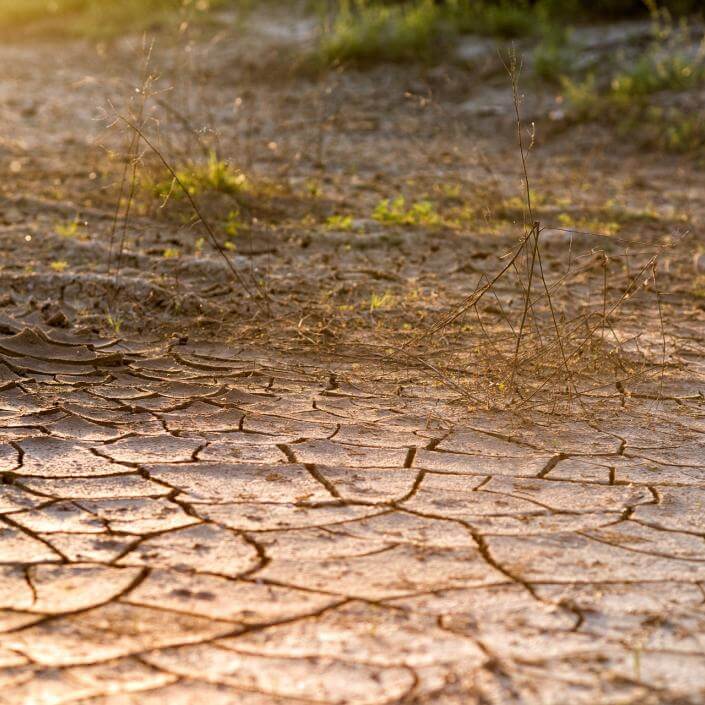 Dry cracked soil with sparse vegetation.