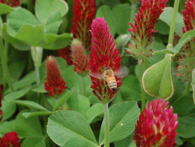 Close up of Crimson Clover plant