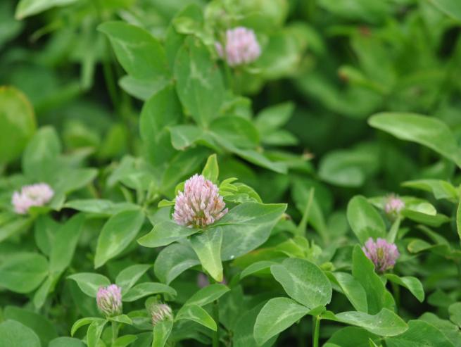 a closeup image of Freedom clover plants