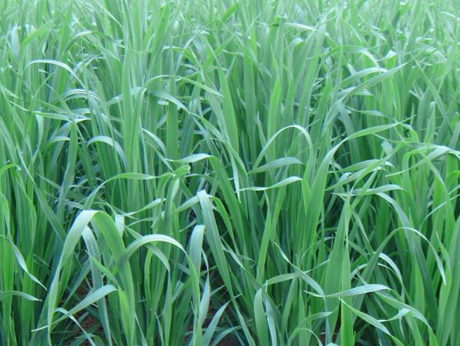 A closup image of Reeves Oats plants