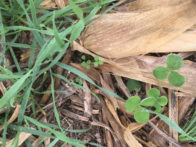 Cereal rye and clovers