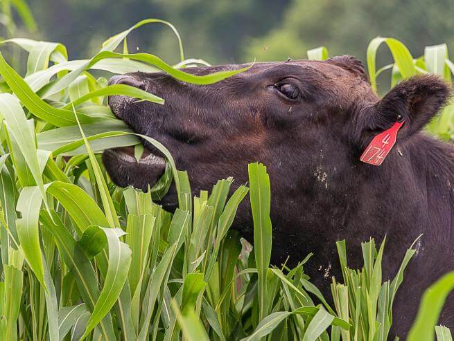 Grazing
