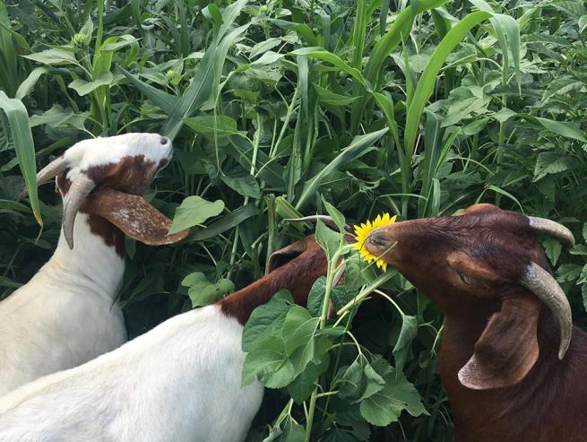 Goats grazing on sunflowers