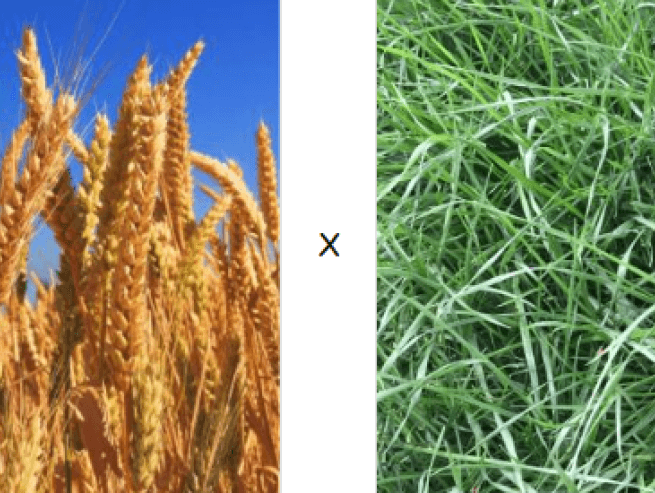 Wheat Plus