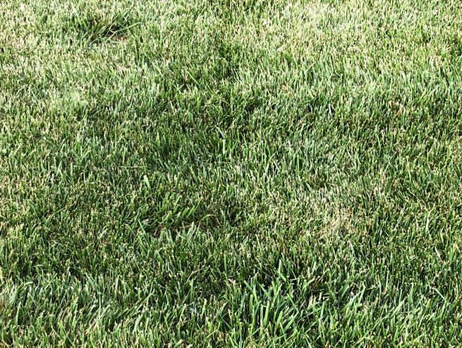 A dense patch of mowed green grass.