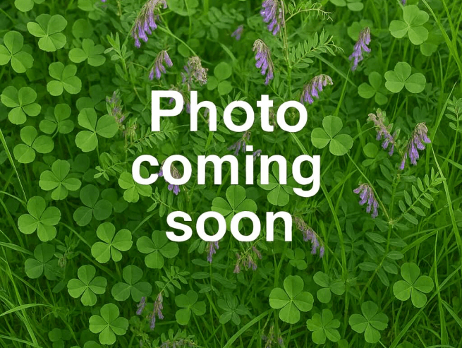 A mix of grass, clover and vetch, overlayed by the words "Photo coming soon"