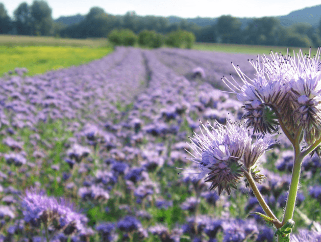 Purple phacelia field in full bloom, with delicate lavender flower heads in the foreground and rows of blossoms stretching toward distant trees and hills.