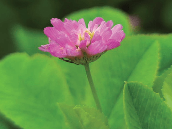 A red clover flower surrouned by green leaves with serrated edges.