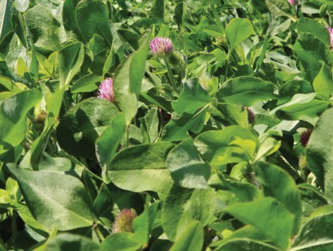 A dense patch of green clover with pink flowers.